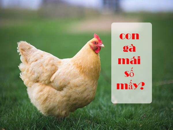 Con gà mái số mấy?