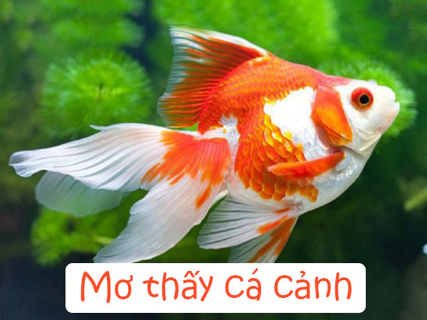 Mơ thấy cá cảnh