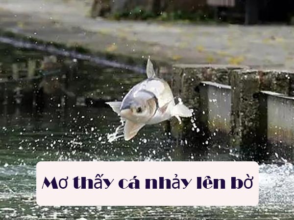 Mơ thấy cá nhảy lên bờ