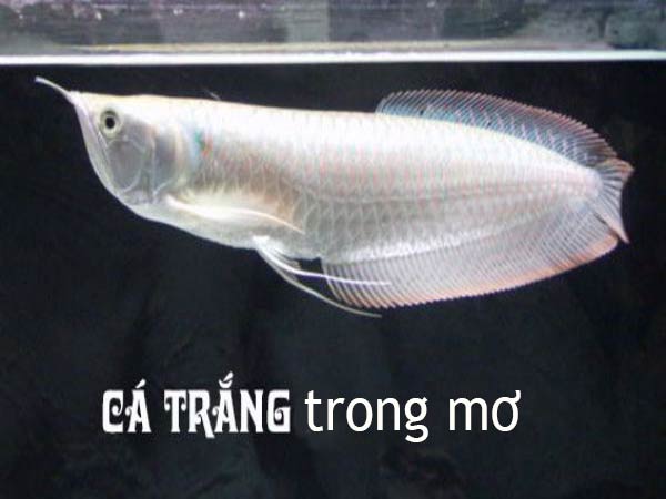 Mơ thấy cá trắng