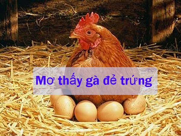 Mơ thấy gà đẻ trứng