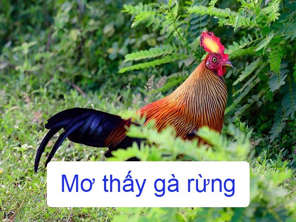 Mơ thấy gà rừng