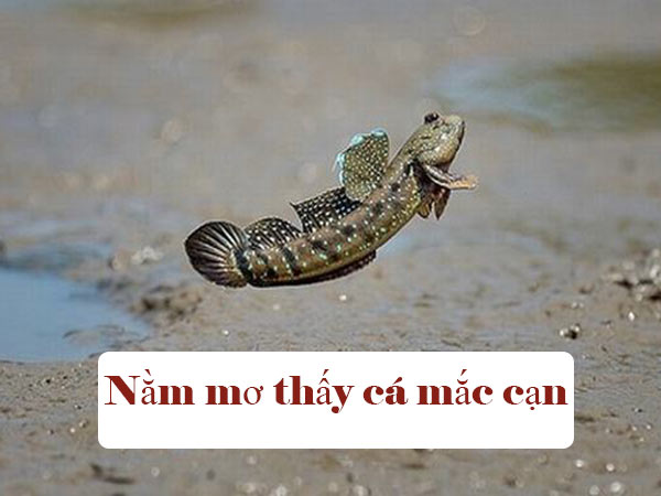 Nằm mơ thấy cá mắc cạn