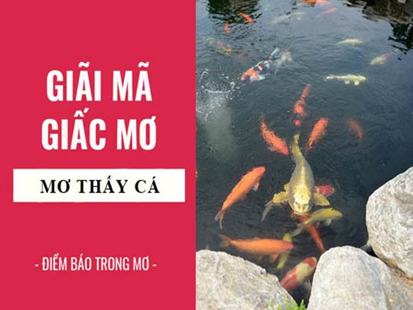 Nằm mơ thấy cá với nước