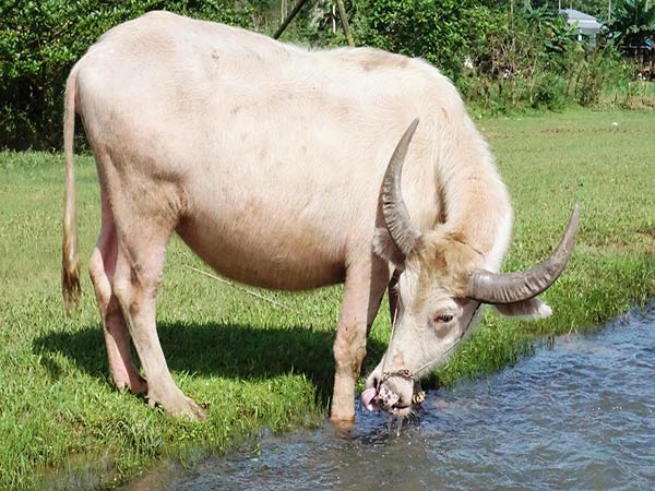 Mơ thấy trâu trắng