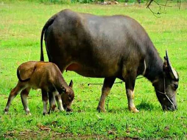 Nằm mơ thấy trâu đẻ