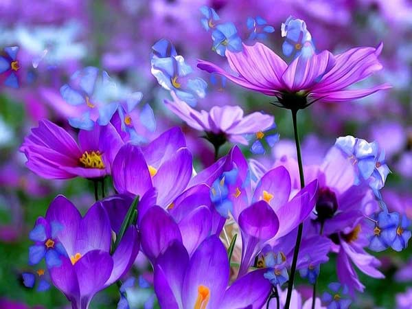 Ngủ mơ thấy hoa màu tím mang thông điệp gì, số nào đẹp?