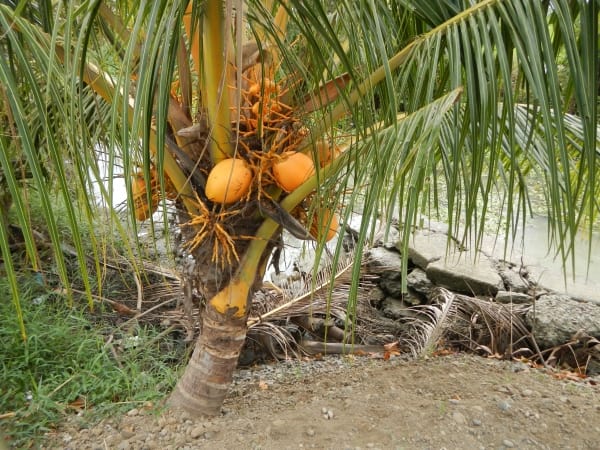 Tìm hiểu ý nghĩa giấc mơ thấy cây dừa dự báo may mắn hay tai họa sắp tới?