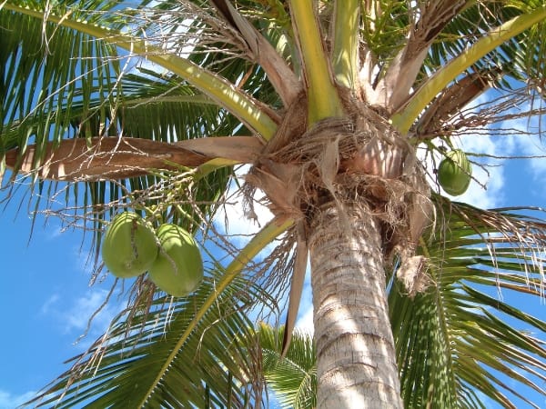 Mơ thấy cây dừa tốt hay xấu đánh con gì đem lại vận may lớn?