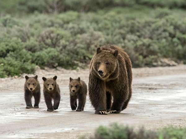 Đi đường gặp con gấu là điềm gì, chọn con số mấy đẹp nhất?