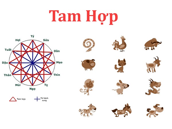 Tam hợp là gì? Chi tiết các tuổi tam hợp trong 12 con giáp