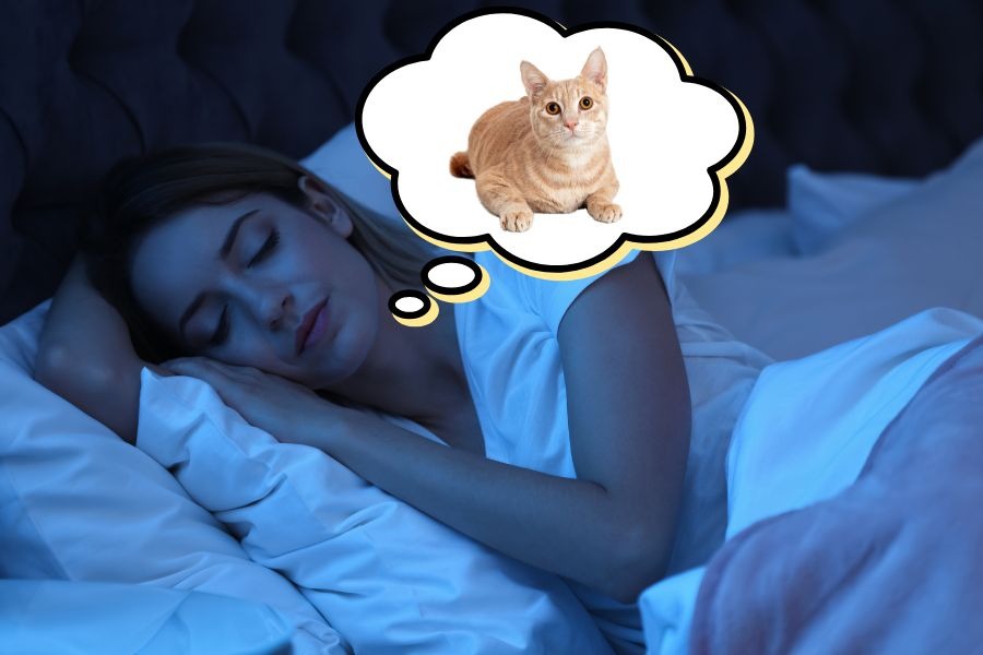 Ý nghĩa của giấc mơ thấy mèo