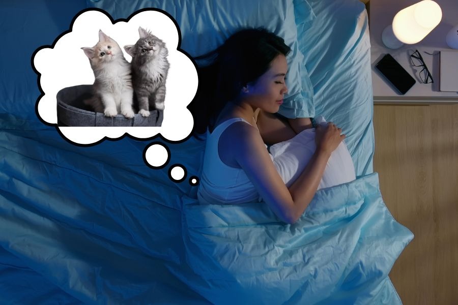 Nằm mơ thấy mèo con đáng yêu