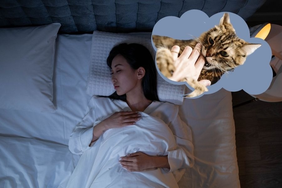 Nằm mơ thấy mèo cắn